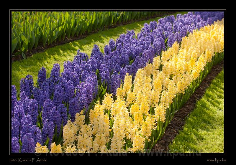 Keukenhof Hollandia 072.jpg